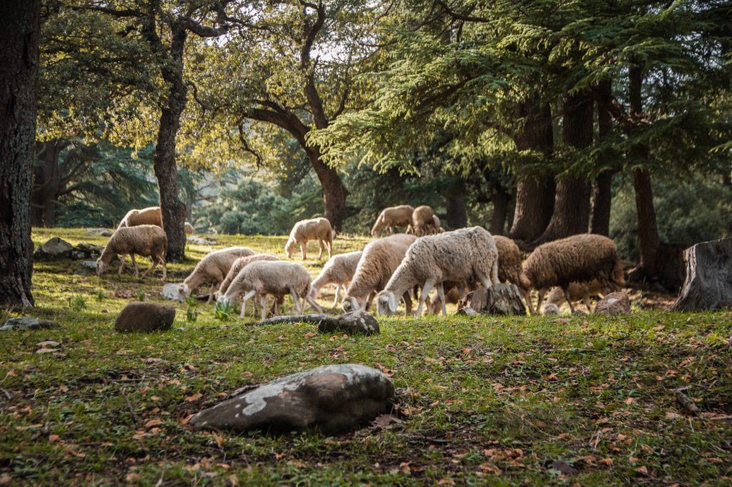 herd of sheep in the forest